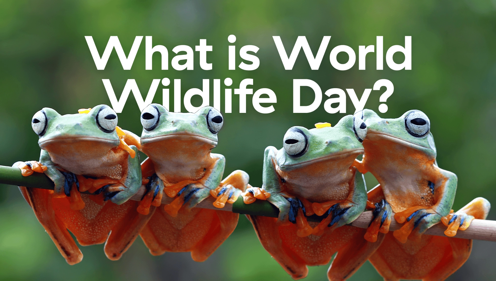 What is World Wildlife Day and why does it matter?